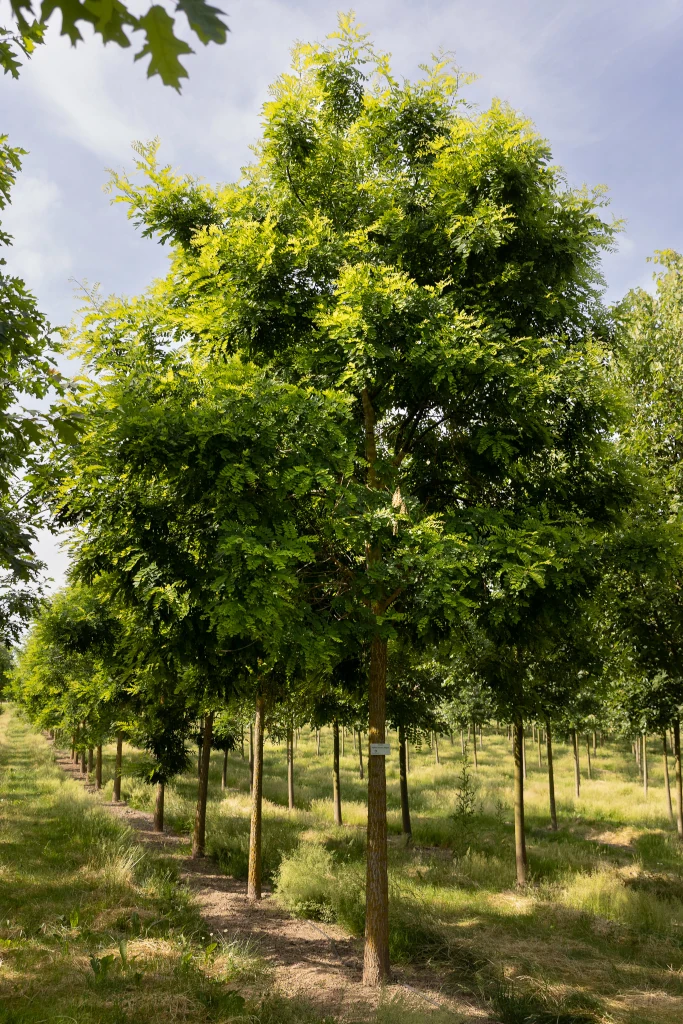 Sophora japonica Regent in Reihe als Hochstamm