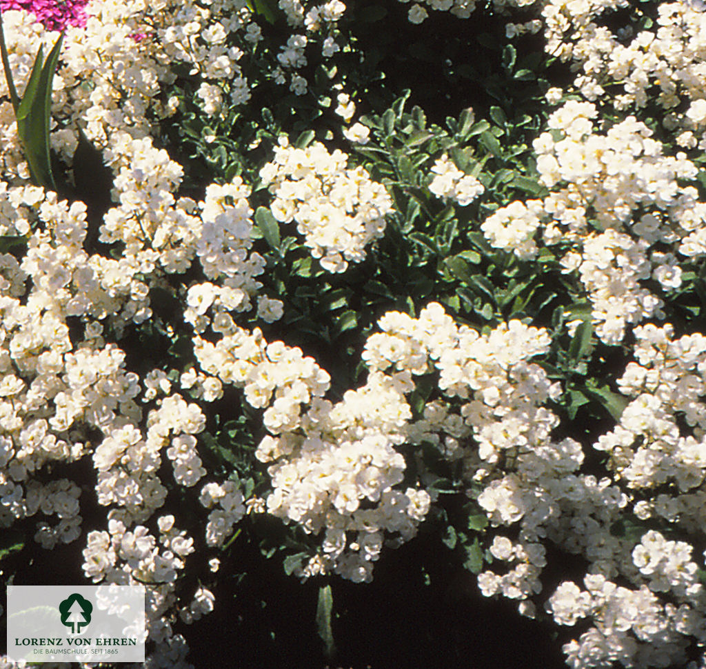 Arabis procurrens 'Glacier'