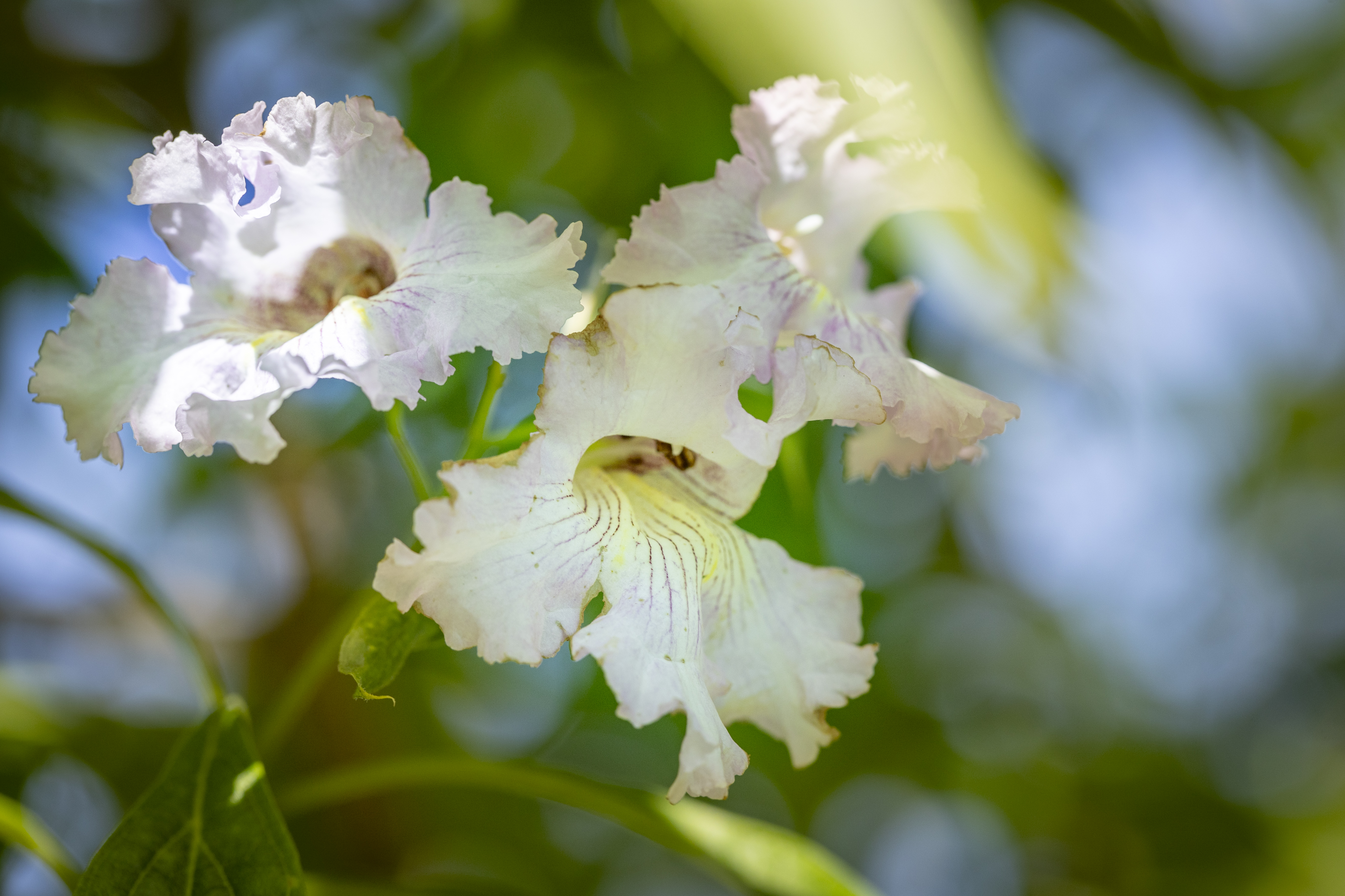 Chitalpa tashkentensis Unikat