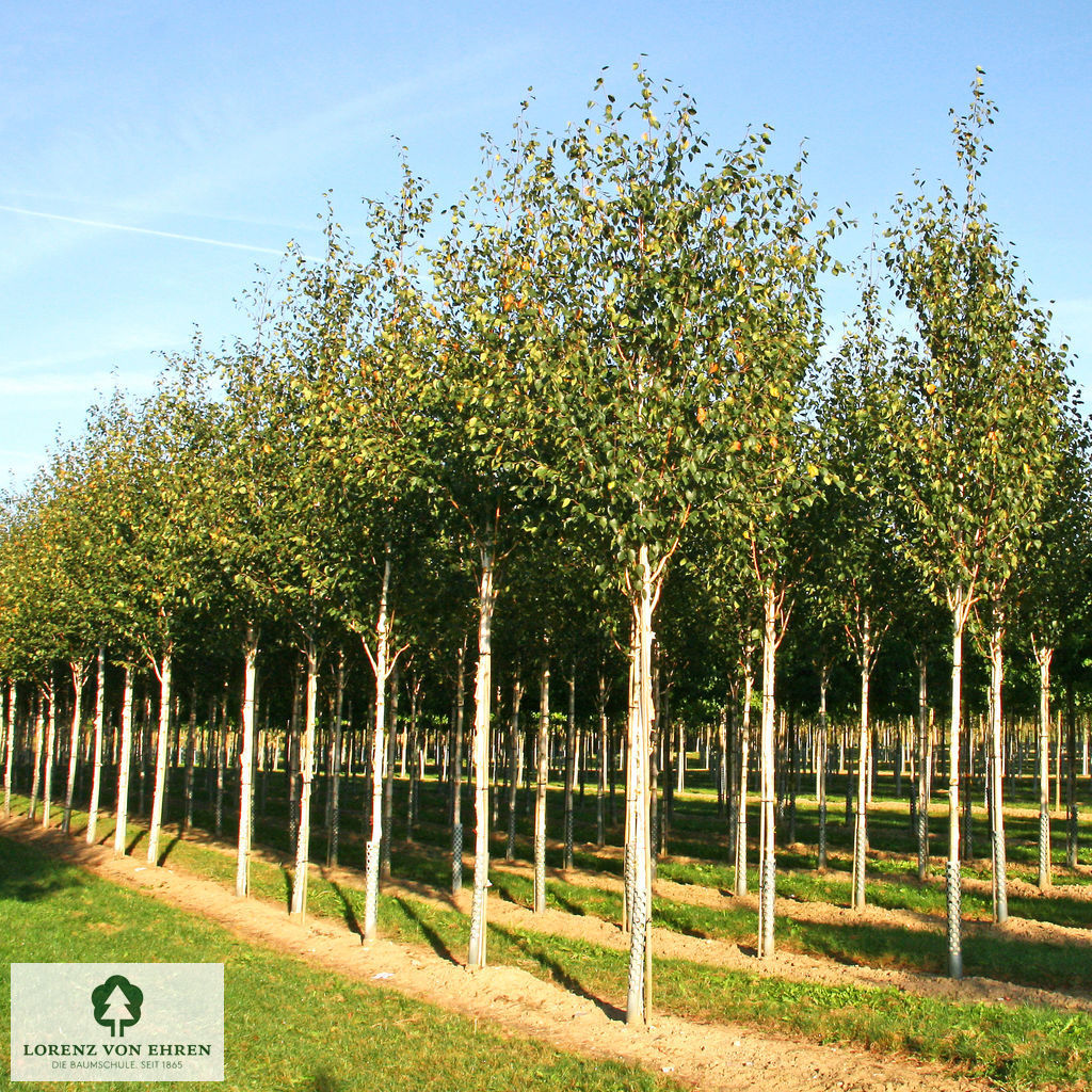 Betula jacquemontii