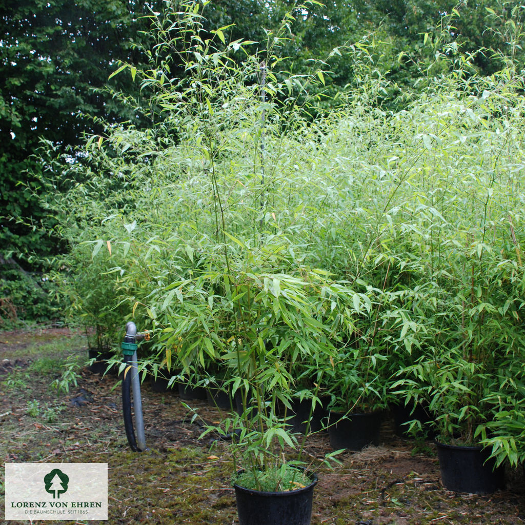 Phyllostachys viridiglaucescens