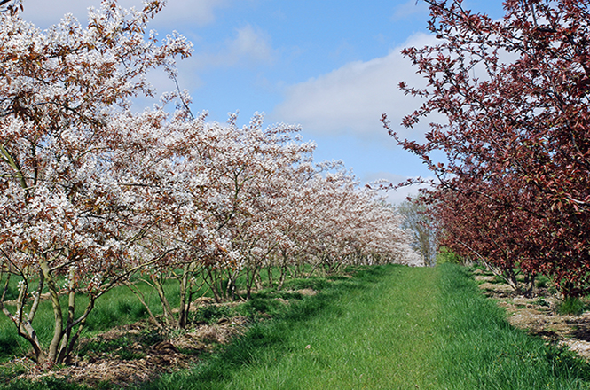 Amelanchier lamarkii Frühling Blühende Felsenbirne in Reihen gepflanzt