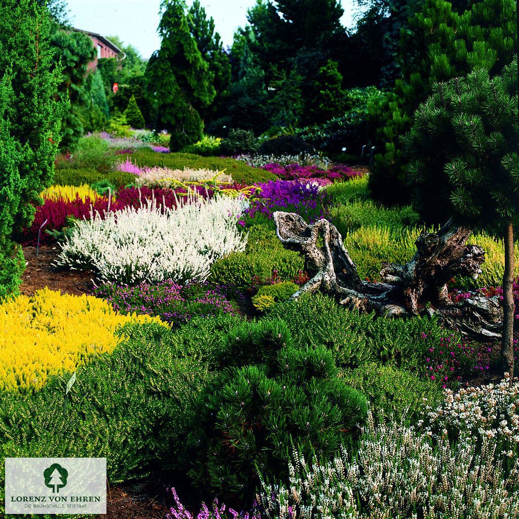 Calluna vulgaris 'Alba Plena'