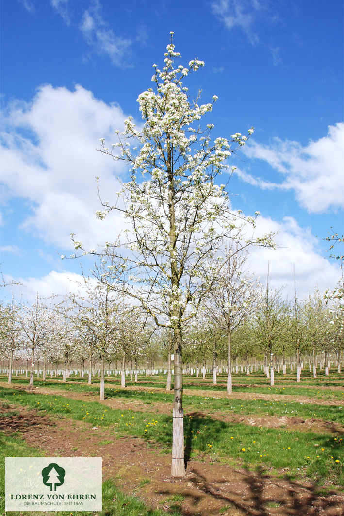 Pyrus communis 'Gellerts Butterbirne'