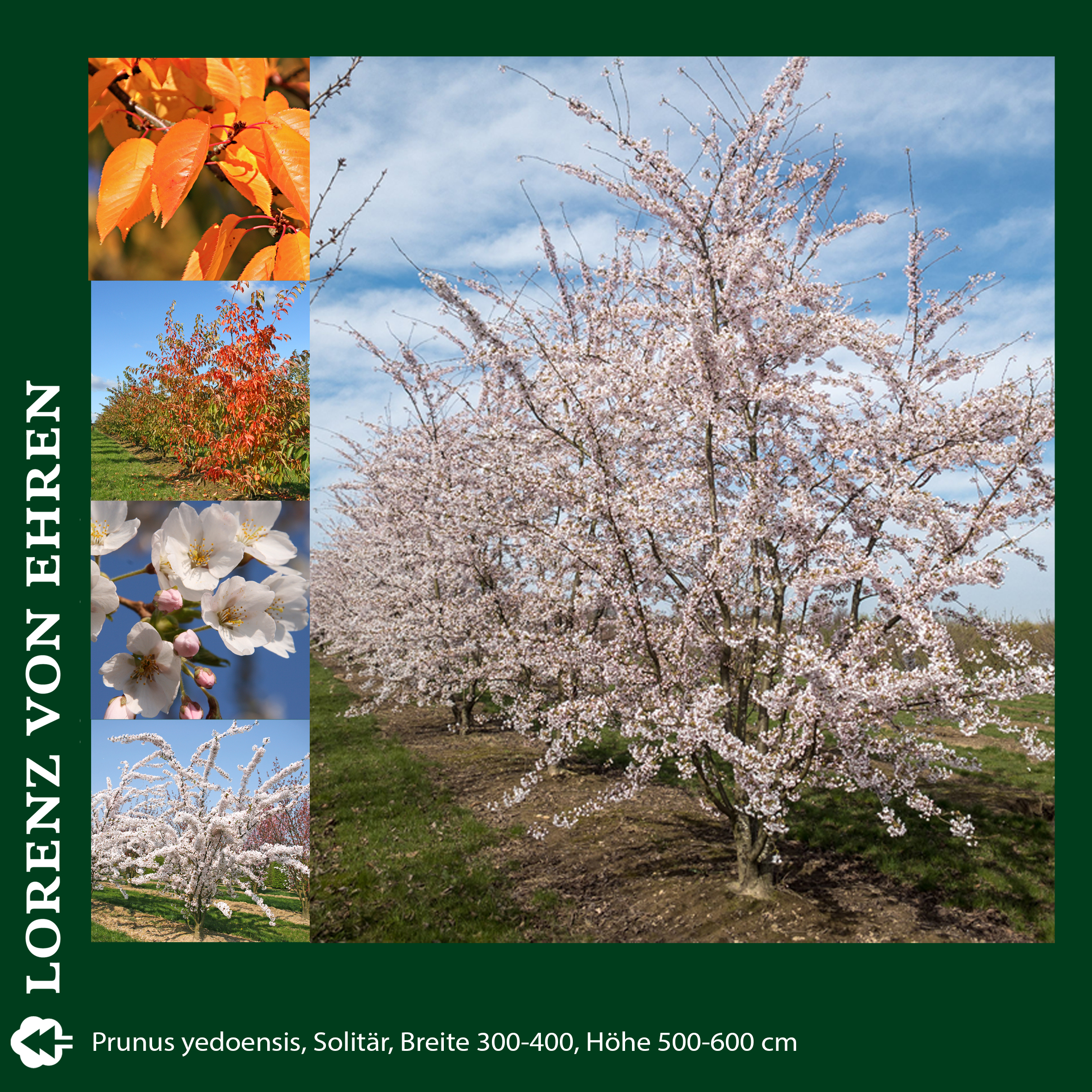 Baum mit weißer Blüte