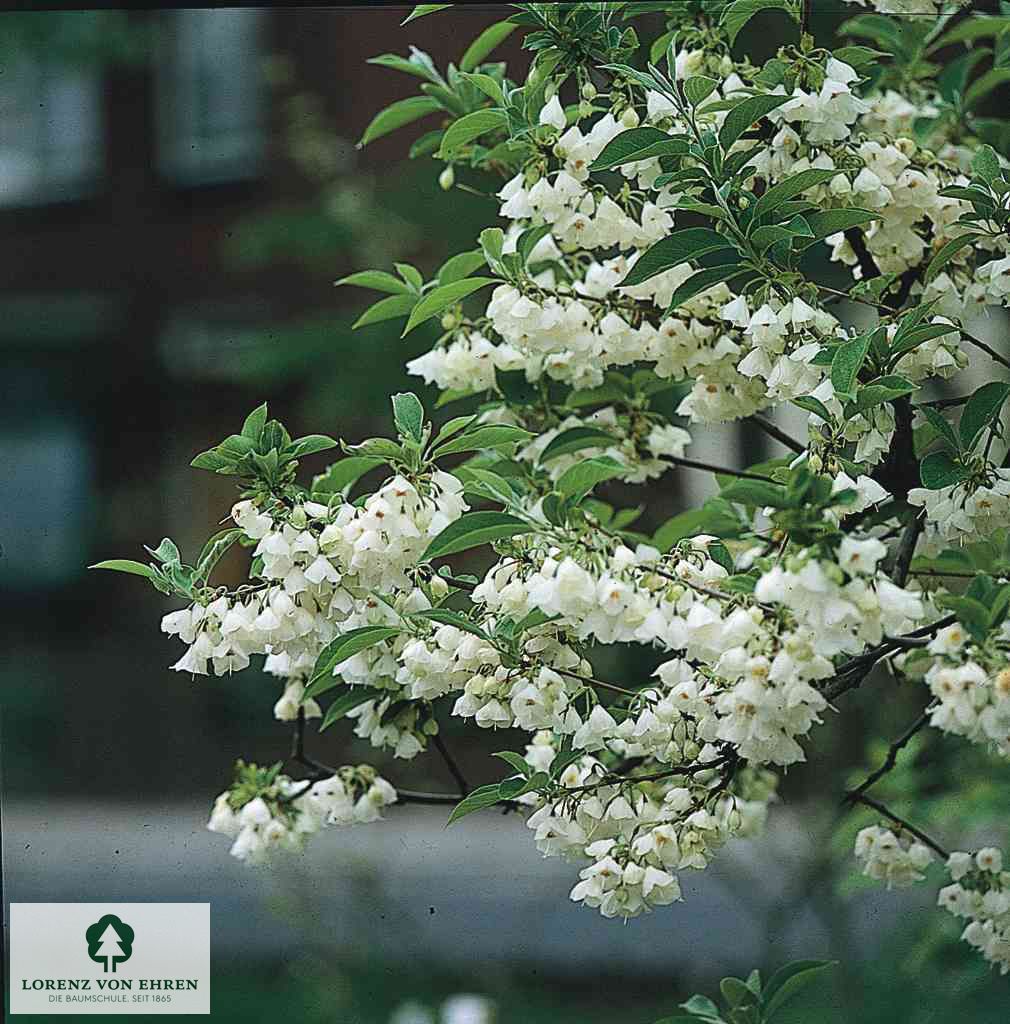 Halesia carolina