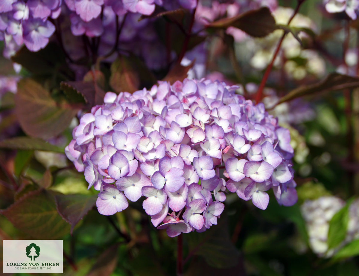 Hydrangea serrata 'Preziosa'