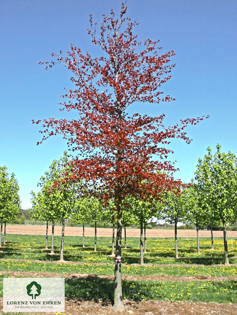 Fagus sylvatica purpurea