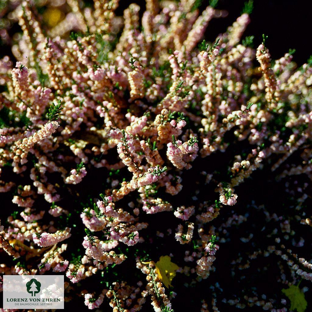 Calluna vulgaris 'County Wicklow'