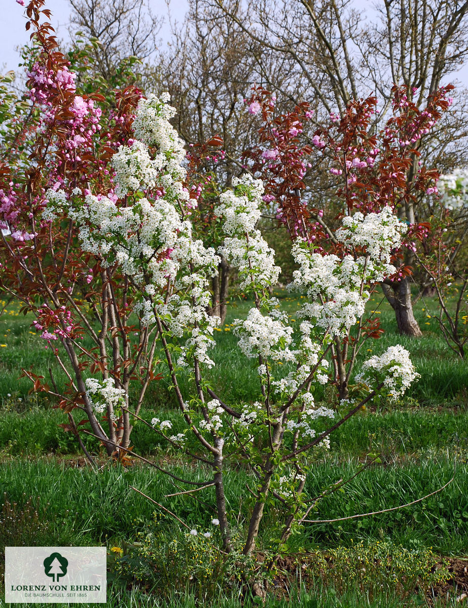 Prunus mahaleb