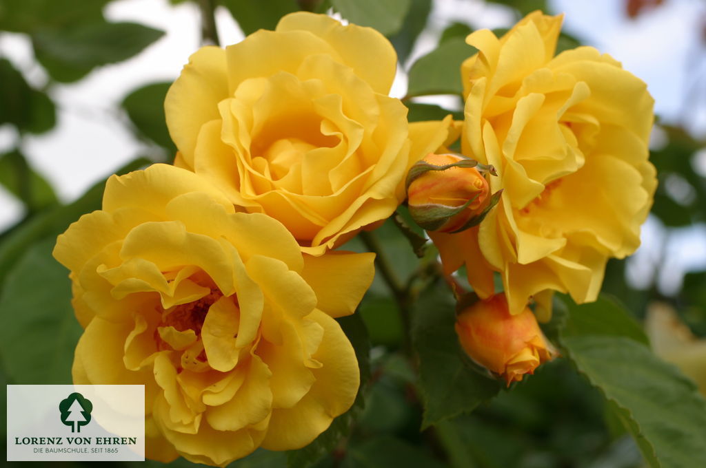 Rosa 'Golden Gate'