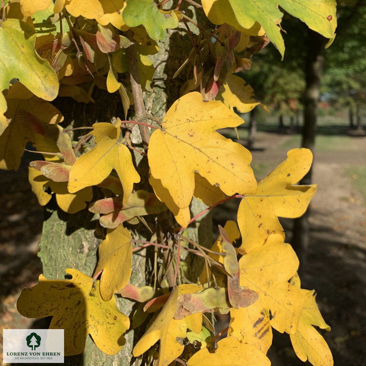 Acer campestre 'Huibers Elegant'