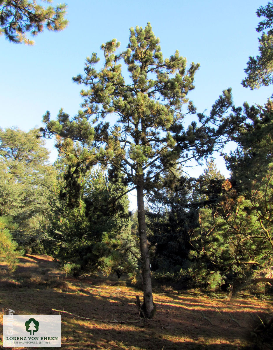 Pinus heldreichii