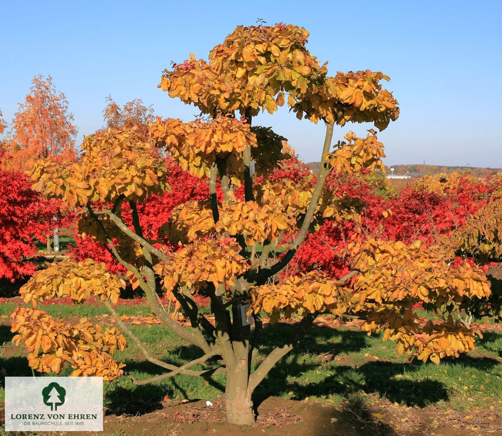 Einzigartiger Bonsai im Herbst mit kunstvoll geformten Ästen und herbstlicher Blattfärbung.