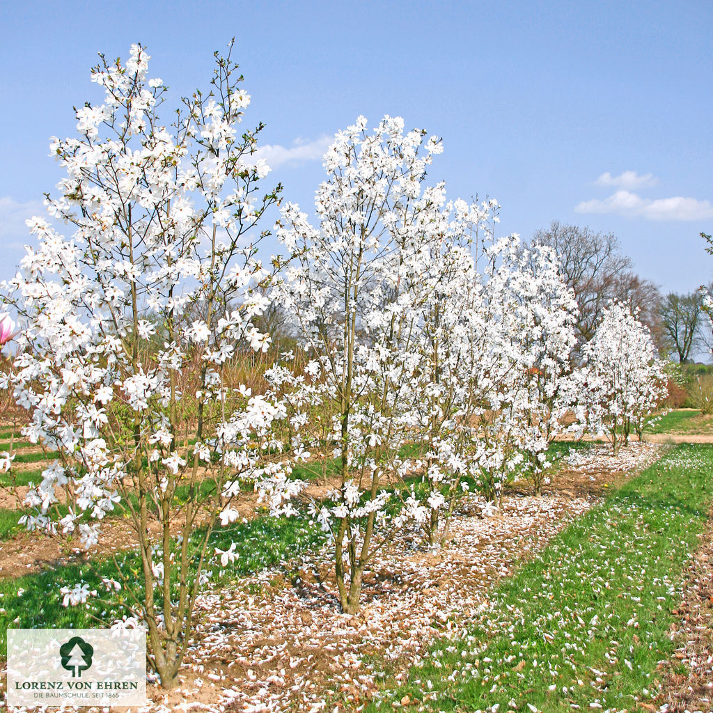 Magnolia loebneri 'Merrill'