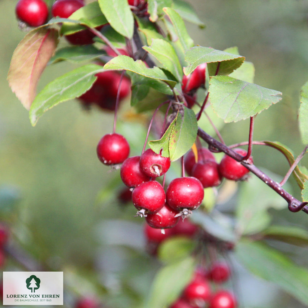 Malus 'Cardinal'