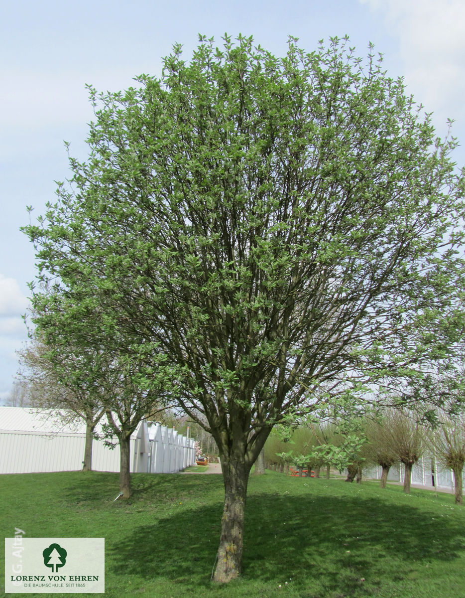 Sorbus thuringiaca 'Fastigiata'