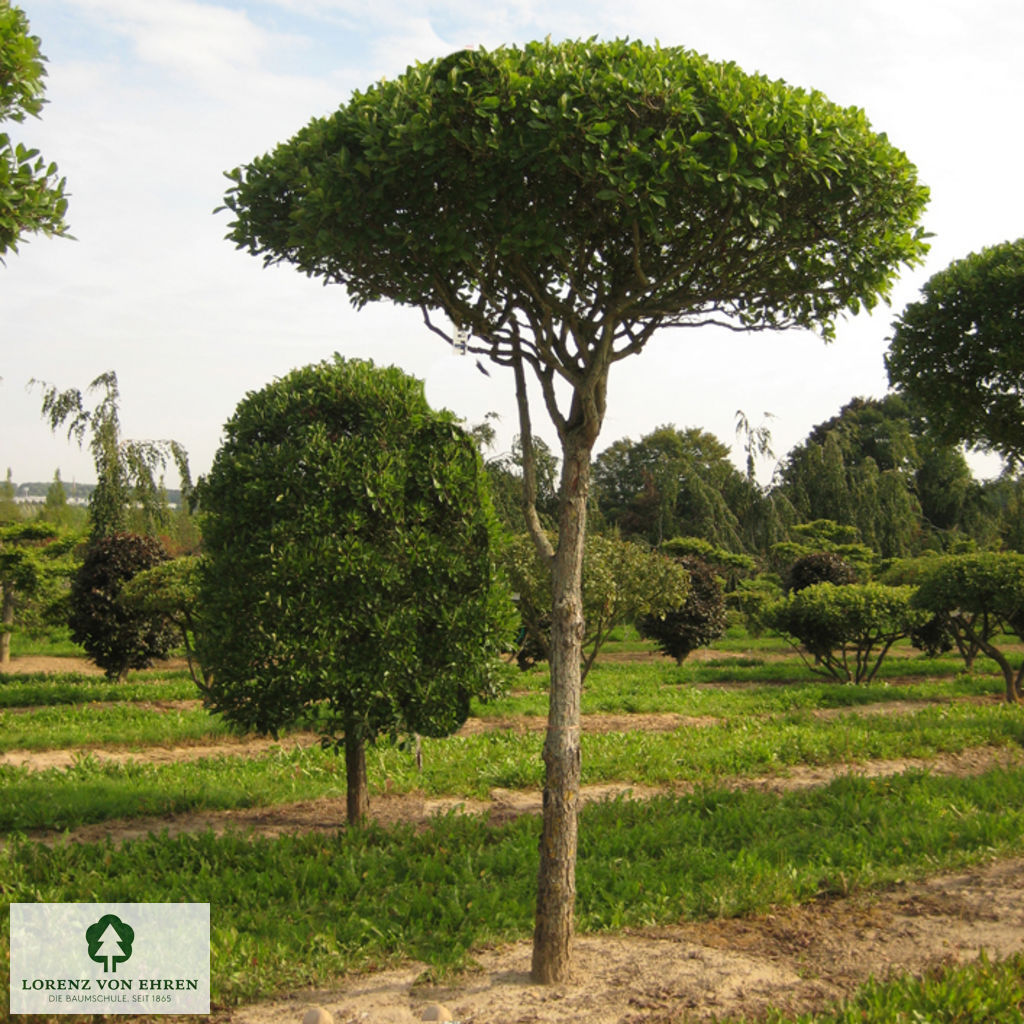 Crataegus lavallei 'Carrierei'