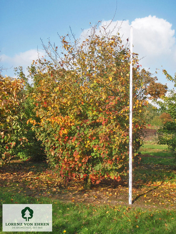 Crataegus coccinea