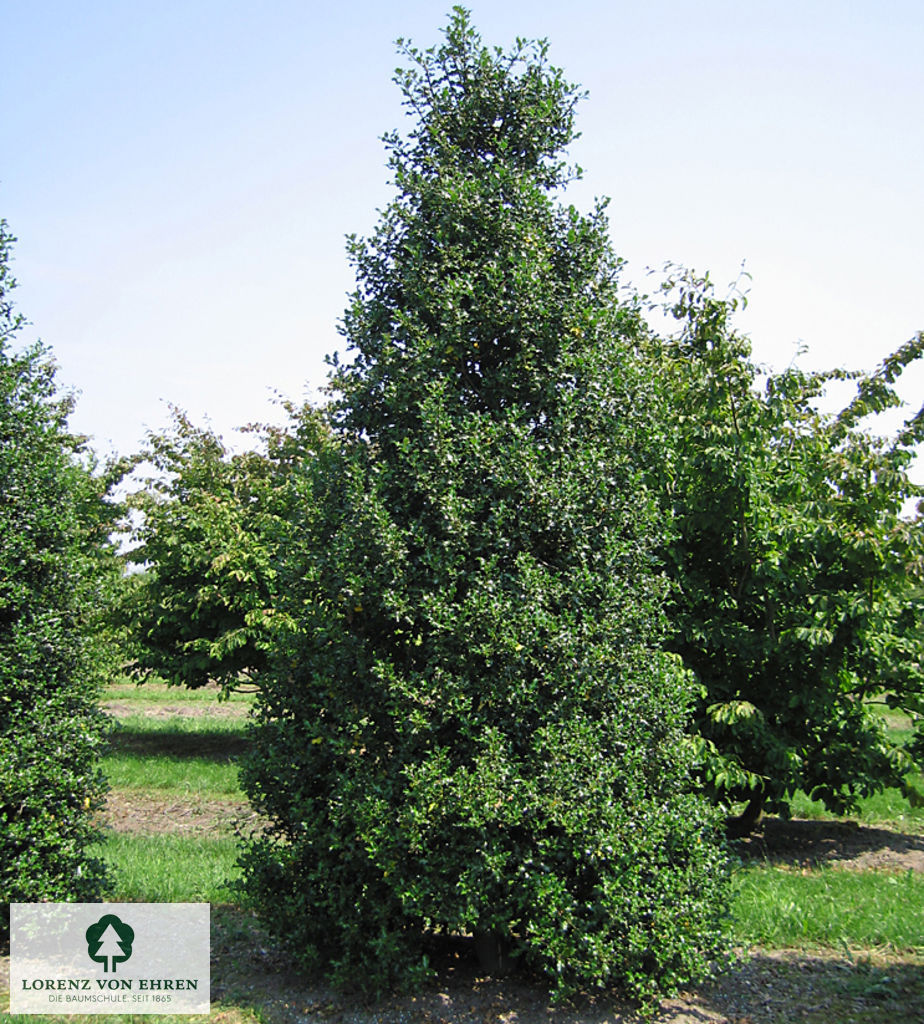 Ilex aquifolium