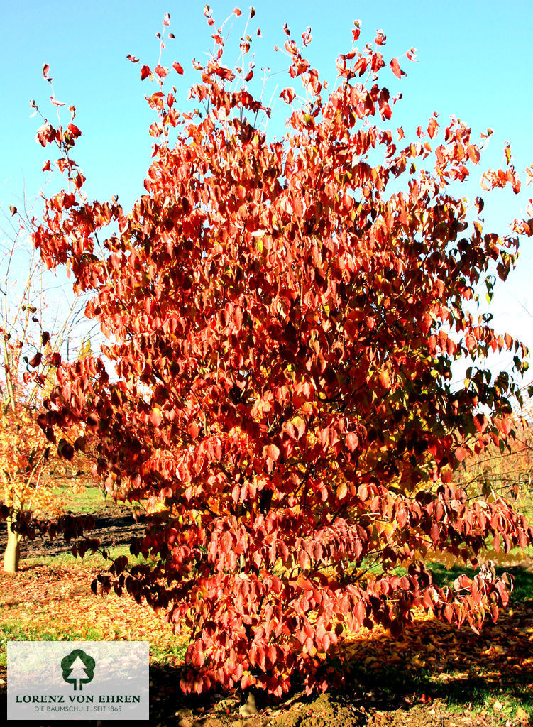 Cornus kousa