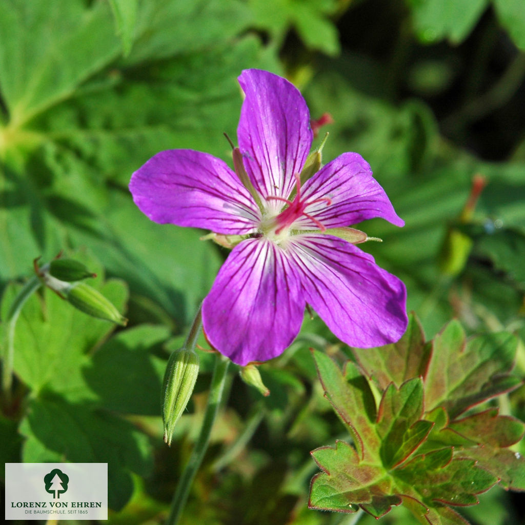 Geranium wlassovianum