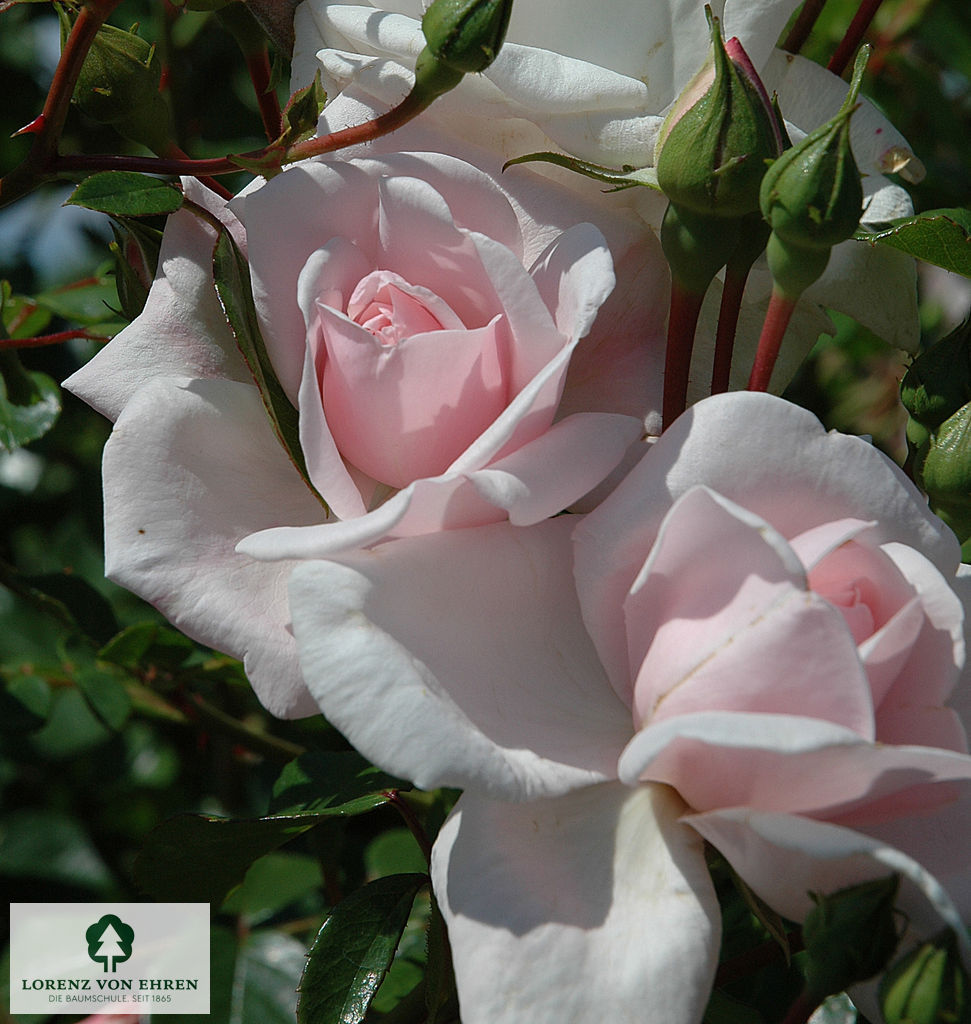 Rosa 'New Dawn'