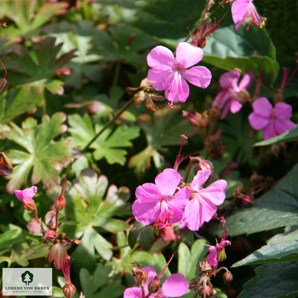 Geranium cantabrigiense 'Berggarten'