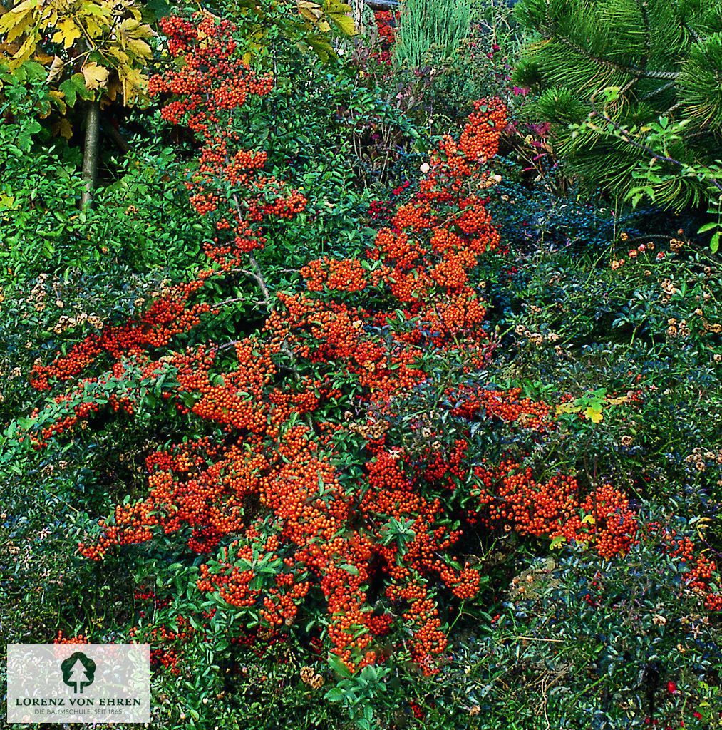 Pyracantha coccinea 'Teton'