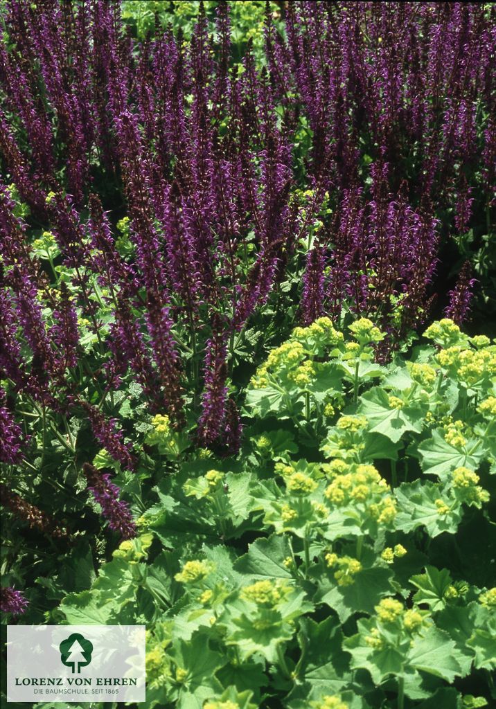 Alchemilla mollis