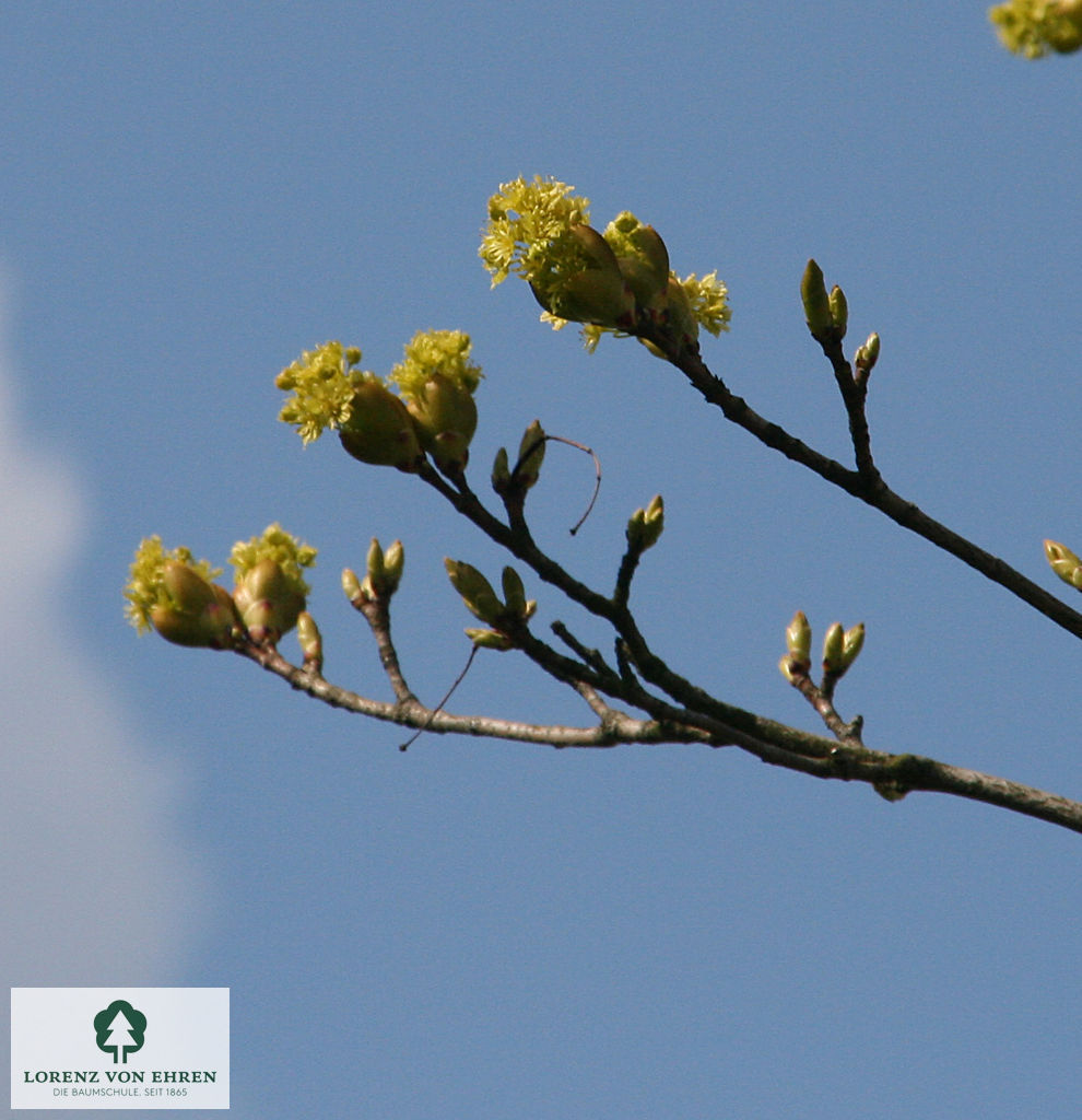 Acer platanoides 'Emerald Queen'