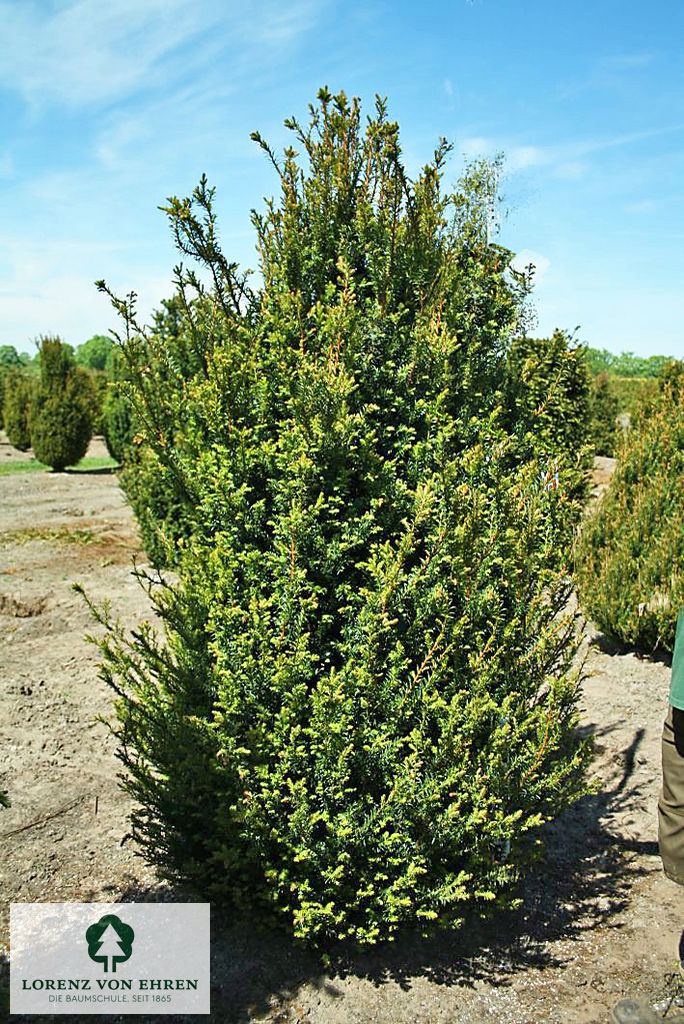 Taxus baccata