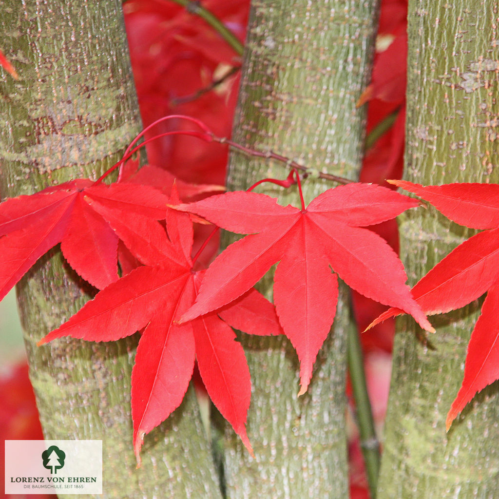 Acer palmatum 'Osakazuki'