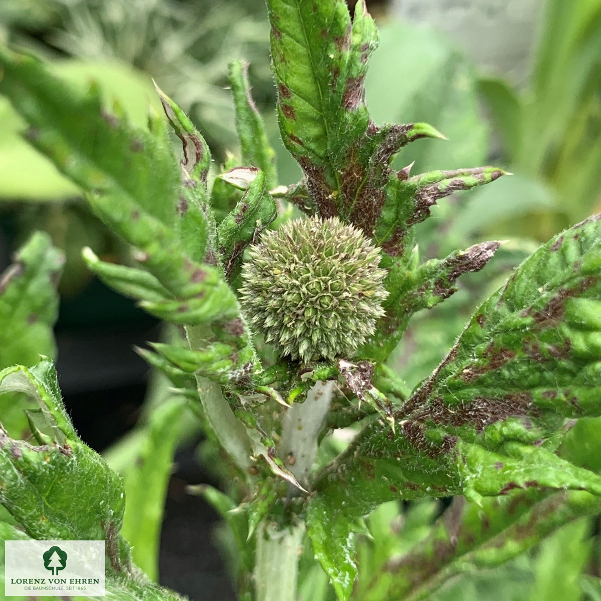 Echinops ritro