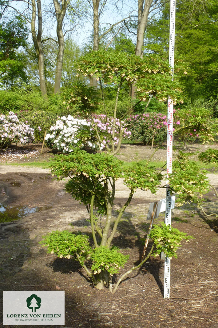 Enkianthus campanulatus