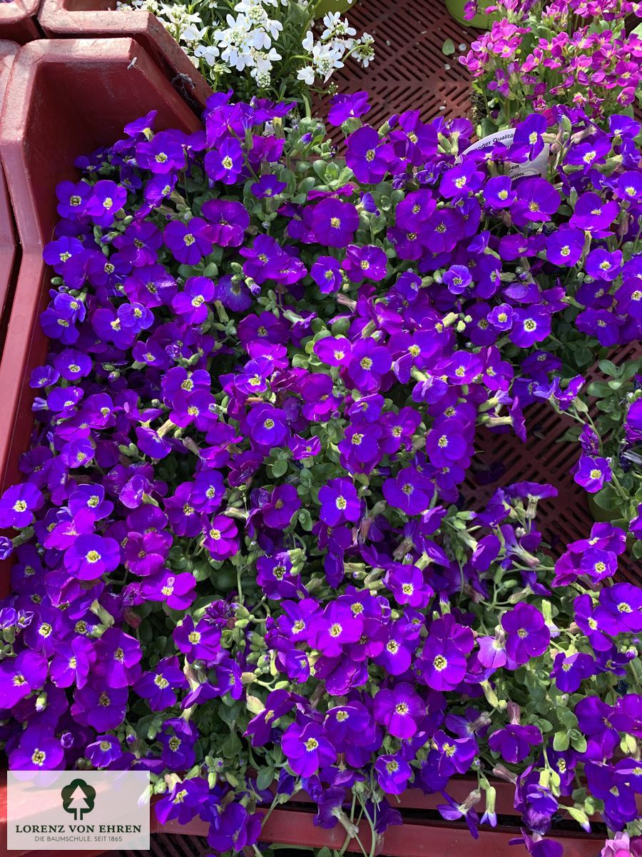 Aubrieta cultorum 'Blaumeise'