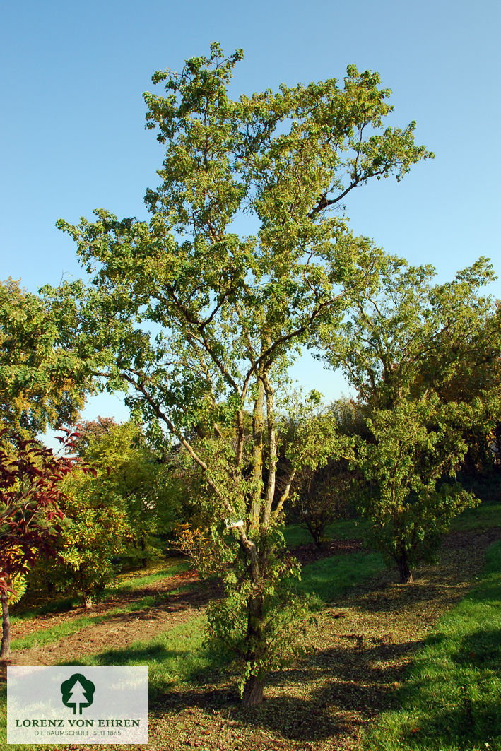 Robinia pseudoacacia 'Tortuosa'