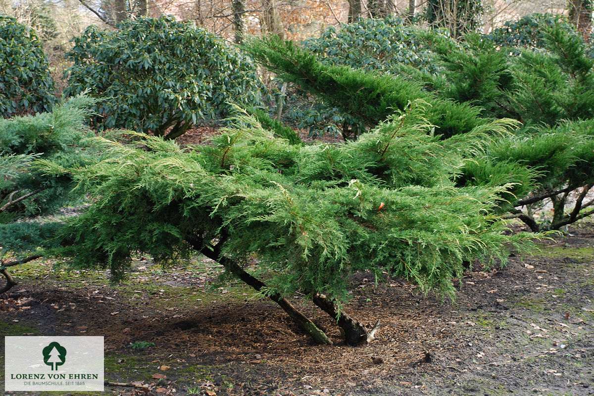 Juniperus virginiana 'Grey Owl'