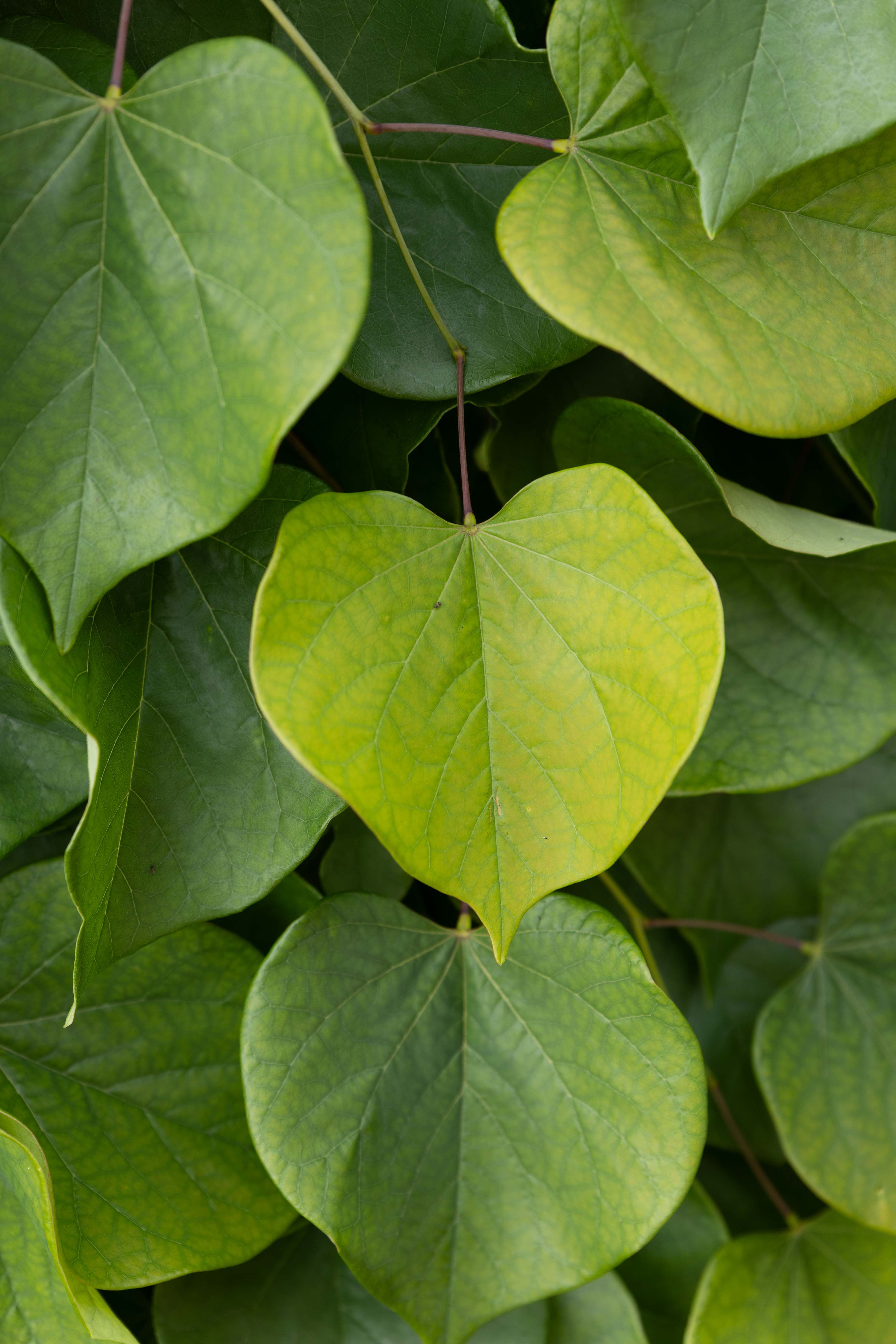 Detailaufnahme eines Blattes