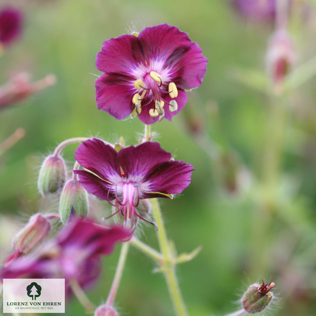 Geranium phaeum