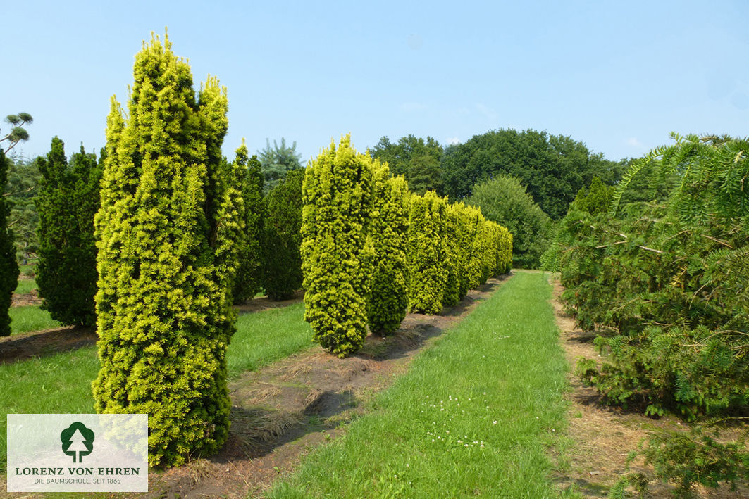 Taxus baccata 'Fastigiata Aureomarginata'