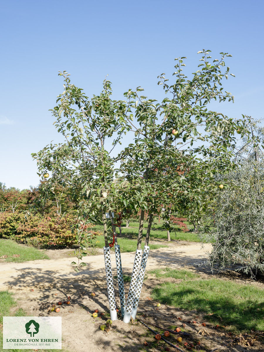 Malus domestica 'Jonagold'