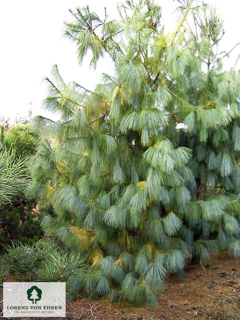 Pinus wallichiana