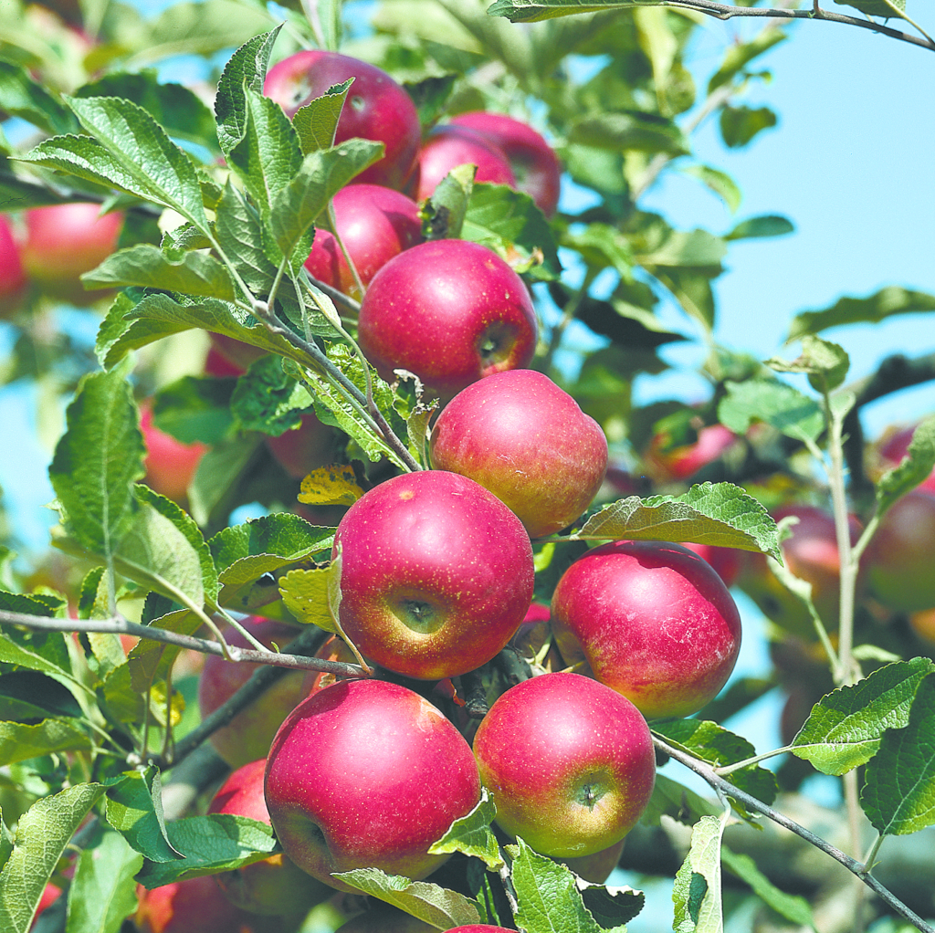 Die Frucht des Apfels Malus domestica Jonathan