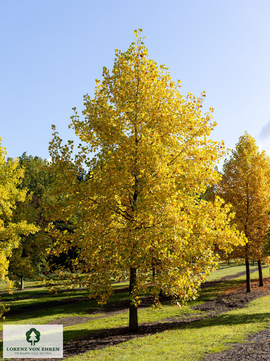 Liriodendron tulipifera