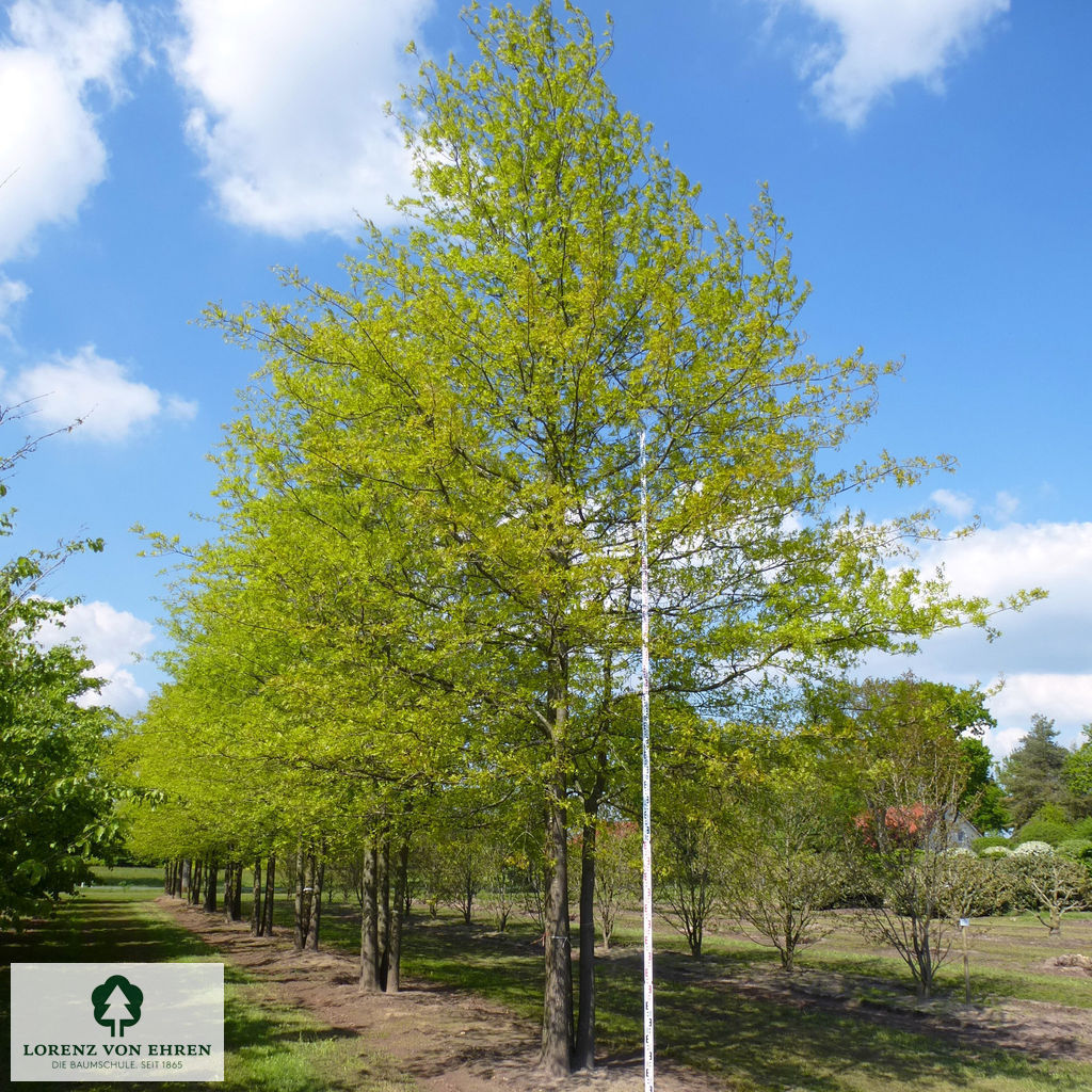 Quercus palustris