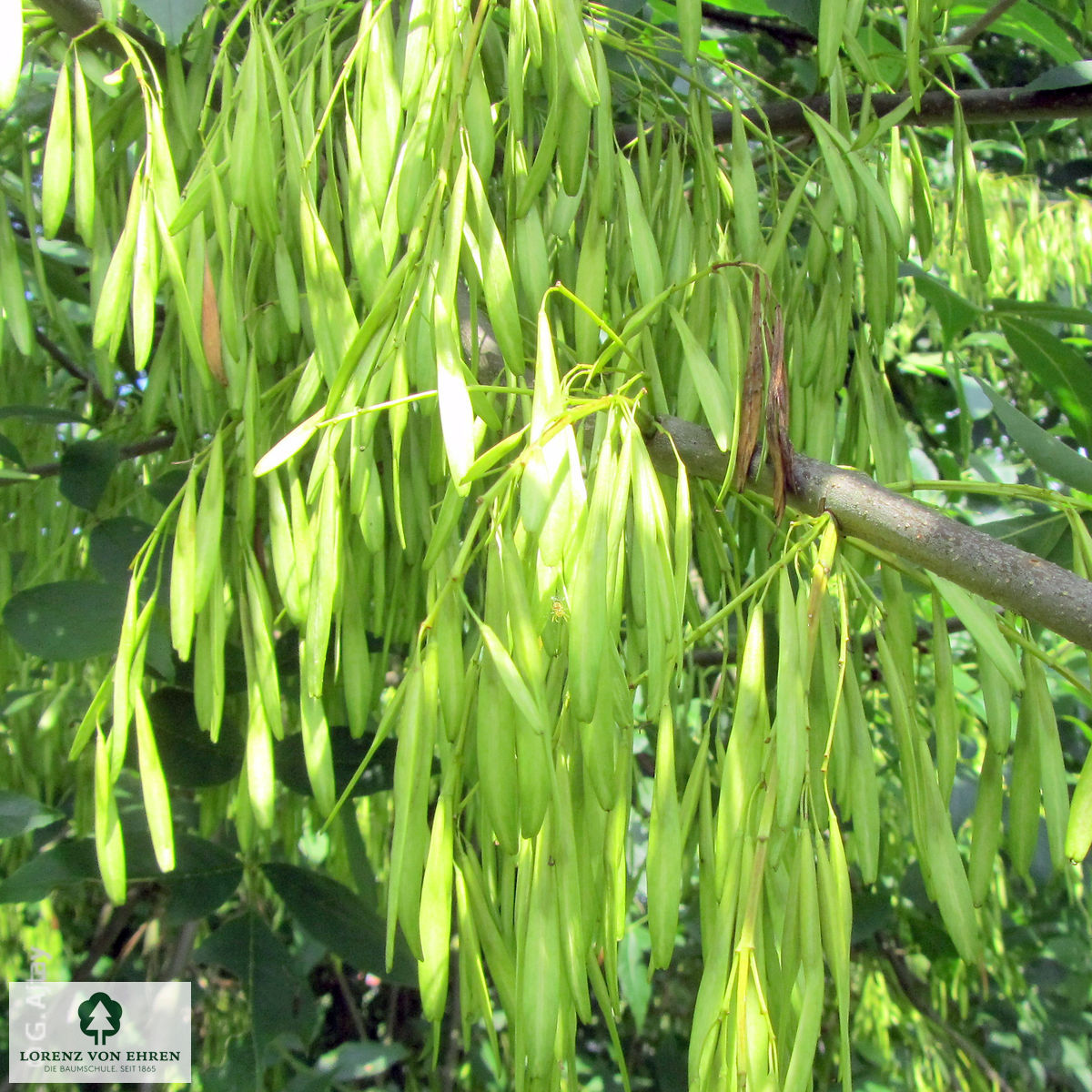 Fraxinus pennsylvanica