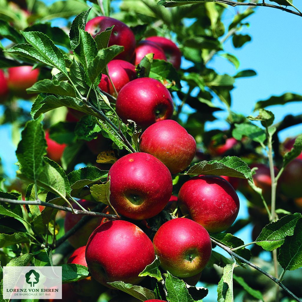 Malus domestica 'Jonathan'