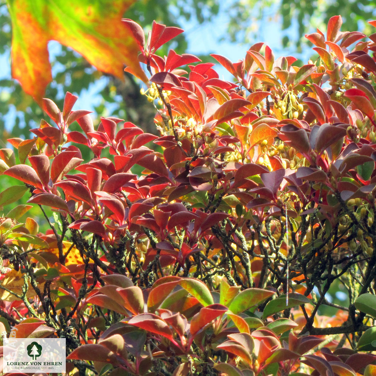 Enkianthus campanulatus