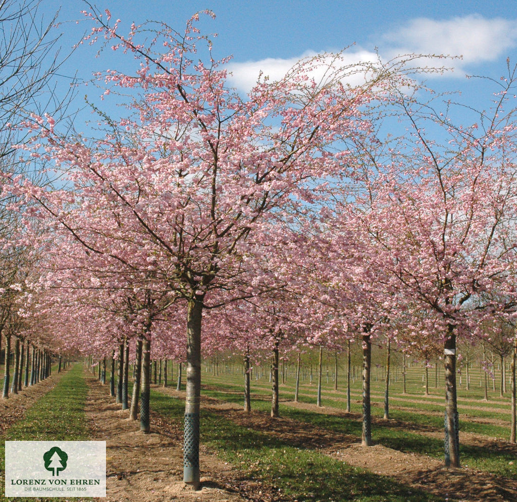 Prunus 'Accolade'